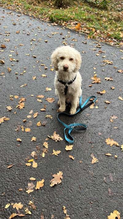 Lagotto Romagnolo Besitzer-Beitrag-Bild