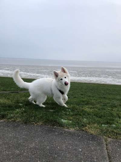 Postet das beste Foto von euren 4 beinern-Beitrag-Bild