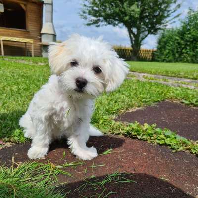 Hundetreffen-Nette Gesellschaft zum Gassi gehen gesucht!-Profilbild