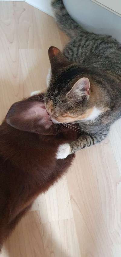 Was können eure Ohren so? ;)-Beitrag-Bild