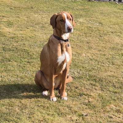 Hundetreffen-Gassi u. Spielrunde, Hundebegegnungen , Müchaurach-Bild