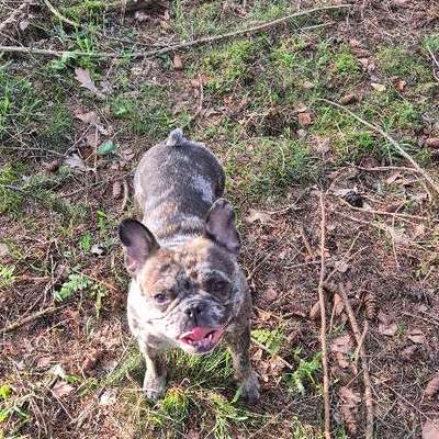 Hundetreffen-Hundetreffen für kleinere Hunde-Bild