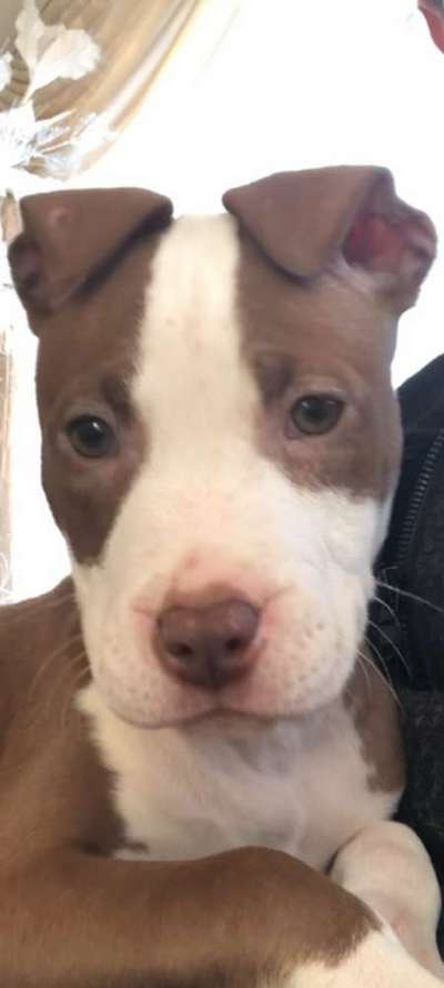 American Stafford Besitzer-Beitrag-Bild