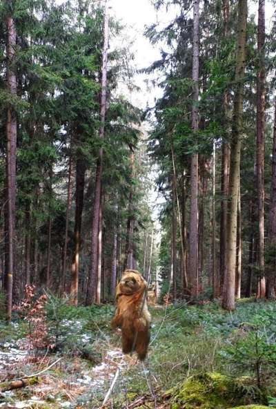 Photomontagen mit Hund-Beitrag-Bild