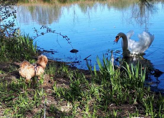 Dogorama-Monats-Challenge-Mai "Wasser"-Beitrag-Bild