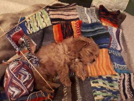 Welpen Bilder !-Beitrag-Bild