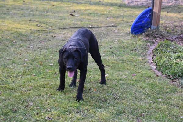 Hundetreffen-Spielen in Greifswald-Bild