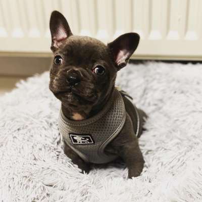 Französische Bulldoggen-Beitrag-Bild