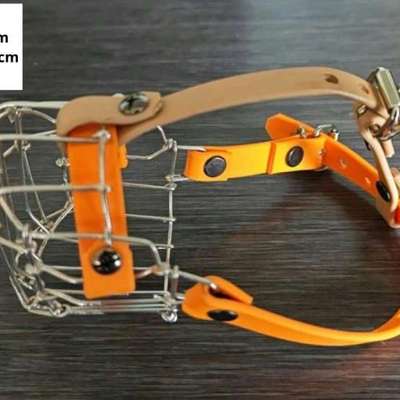 Hunde Zubehör-Beitrag-Bild