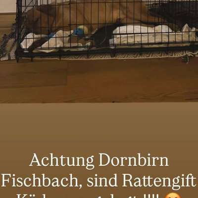 Giftköder-Giftköder-Bild