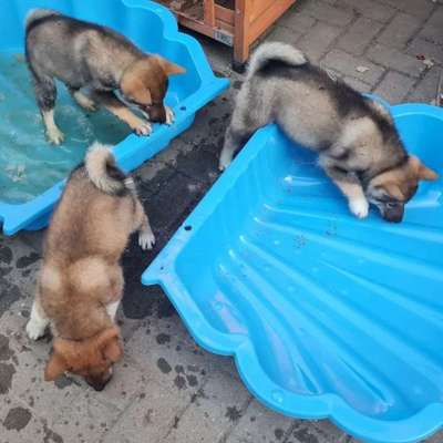 Hundetreffen-Welpen-Junghundetreff Feldkirch und Umgebung-Bild