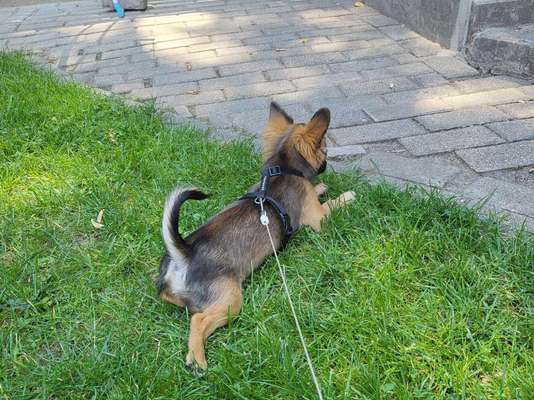 Ist das ein...?-Beitrag-Bild