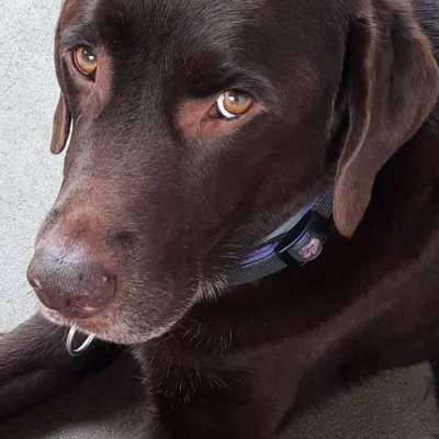 Eicheln-Beitrag-Bild