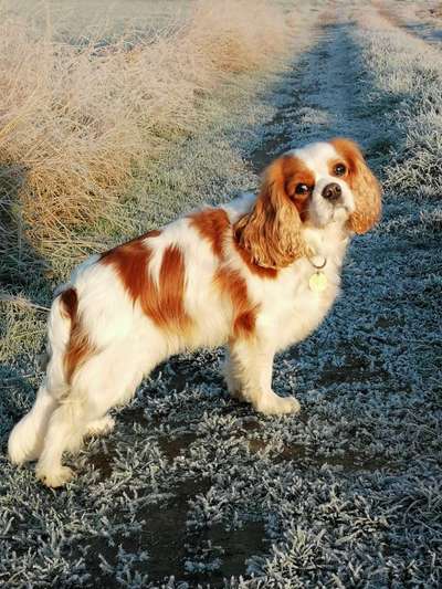 Cavalier King Charles Spaniel?-Beitrag-Bild
