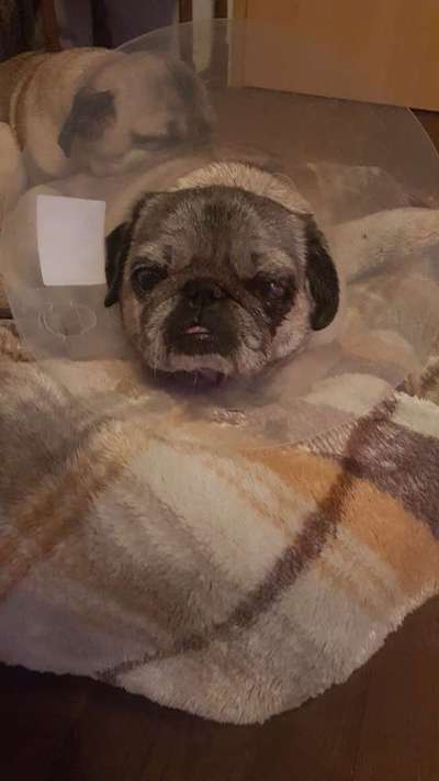 Blindheit bei Hunden-Beitrag-Bild