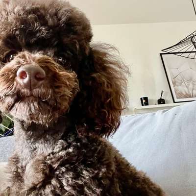 Hundetreffen-Gassi-Partner im Münchner Westen-Bild