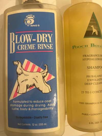 Alles rund um den Pudel-Beitrag-Bild