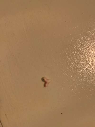 Alles rund um den Pudel-Beitrag-Bild