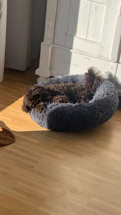 Alles rund um den Pudel-Beitrag-Bild