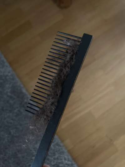 Alles rund um den Pudel-Beitrag-Bild