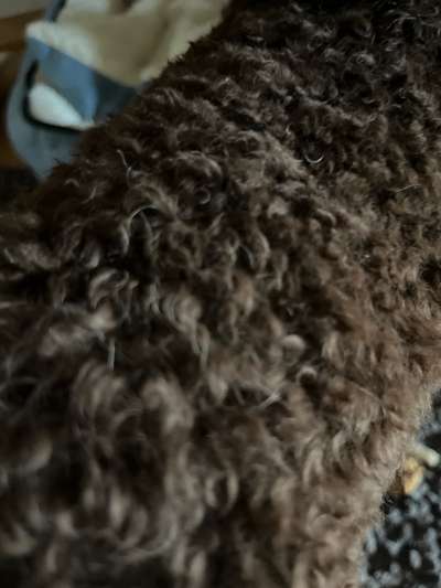 Alles rund um den Pudel-Beitrag-Bild