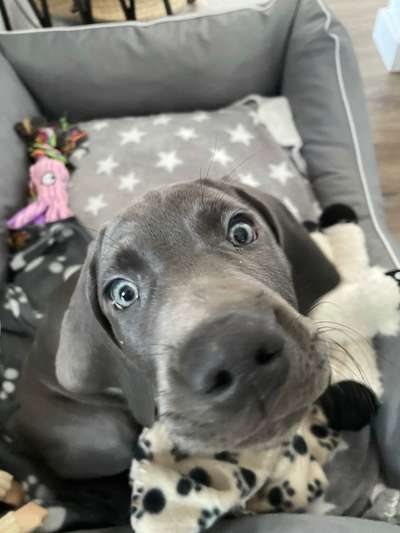 CHALLENGE NR. 19 - Der Hundeblick-Beitrag-Bild