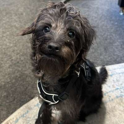 Hundetreffen-Hundekontakte / Freispielen / Social Walk-Bild
