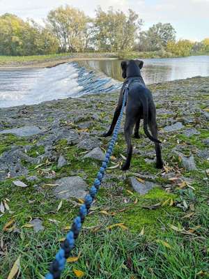 Hundetreffen-Hunderunde Muldenwiesen Eilenburg-Bild