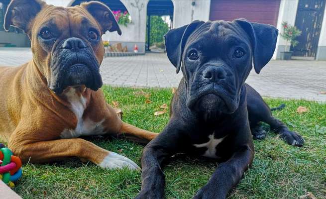 Deutsche Boxer-Beitrag-Bild