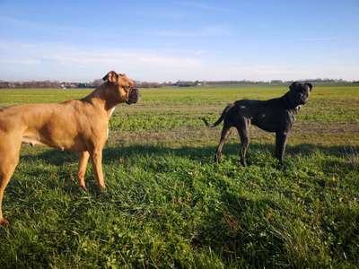 Hundetreffen-Spielrunde Trebsen / Nitzschka-Bild