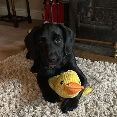 Hundetreffen-Welpen-/Junghundspieltreffen-Bild