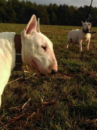 Miniatur Bull Terrier-Beitrag-Bild
