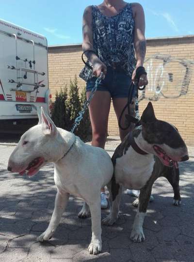 Miniatur Bull Terrier-Beitrag-Bild