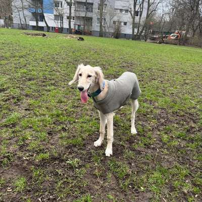 Hundetreffen-Social Walks / mit/ohne Spielen-Bild