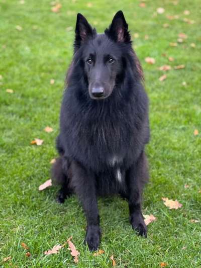 Wie sitzt mein Maulkorb / Maulkorb-Beratung-Beitrag-Bild