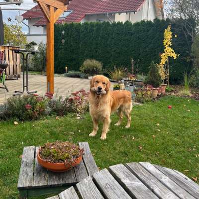 Hundetreffen-Gassi und Spielerunde-Bild