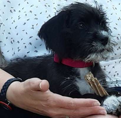 Welpen Bilder !-Beitrag-Bild