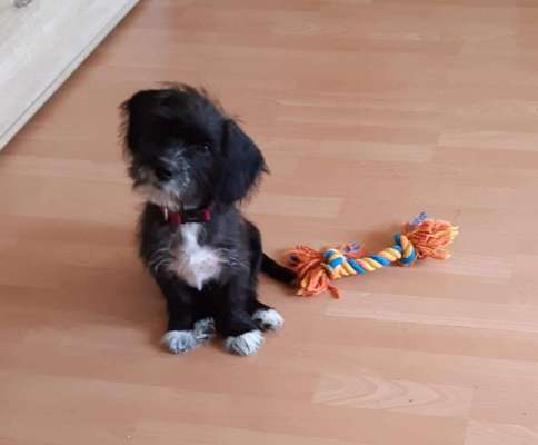 Welpen Bilder !-Beitrag-Bild