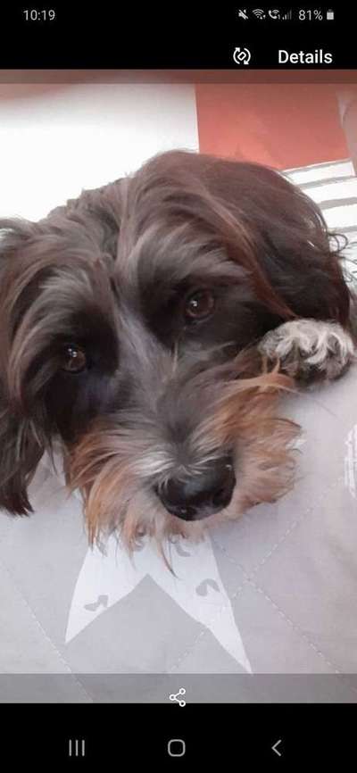 Dein Hund im Dogorama-Kalender 2021-Beitrag-Bild