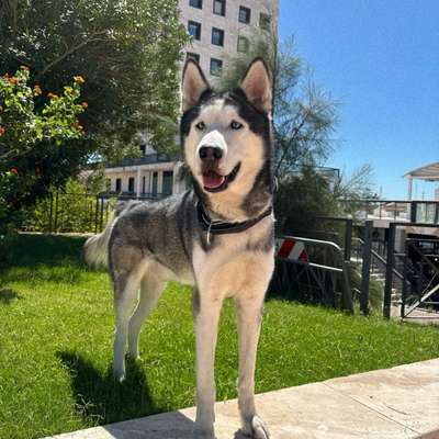 Hundetreffen-Spiel- und Sozialtreffen am Cäcilienbrunnen-Bild