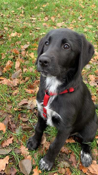 Labradorfans-Beitrag-Bild