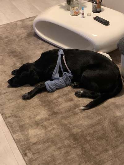 ED FCP Erfahrungen-Beitrag-Bild