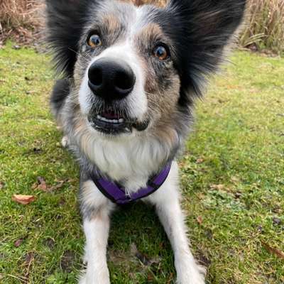 Hundetreffen-Gemeinsames Trick Training-Profilbild