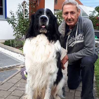 Hundetreffen-Unser Landseer Clay sucht einen gut sozialisierten Partner/in für Spiel und Gassirunde