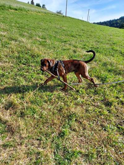 Unsere Fellnasen-Vielfalt im Überblick!-Beitrag-Bild