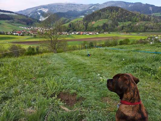 Hundetreffen-Welpentreff und Junghunde im Dreisamtal-Bild