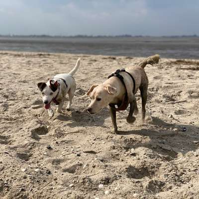 Hundetreffen-Hundefreunde für Strandspaziergänge-Bild
