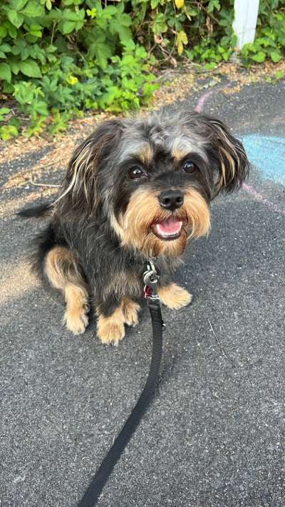 Mischlingshunde Foto Aufruf-Beitrag-Bild