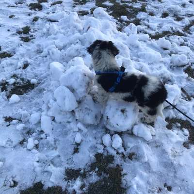 Hundetreffen-Welpen für Spielstunden gesucht-Bild