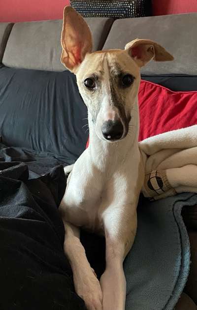Whippet-Beitrag-Bild